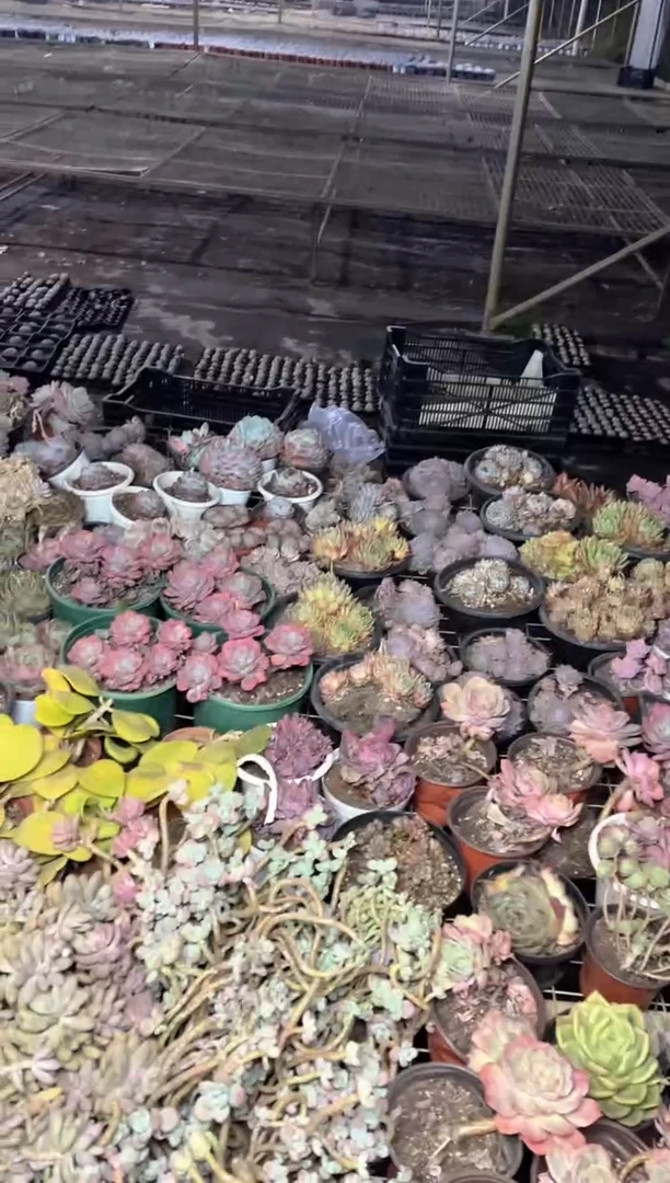 【闪购商品】70-散货任意六颗9.99