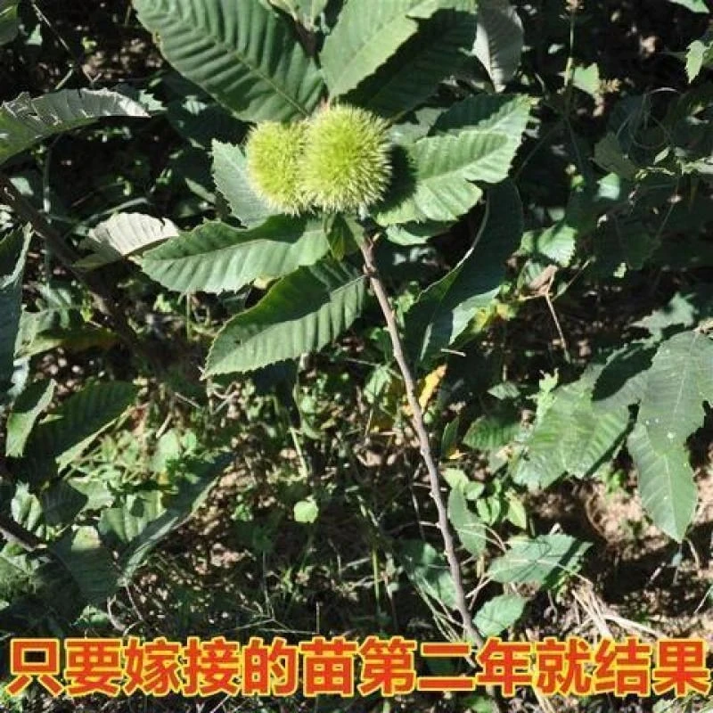 板栗树苗(泰山薄壳)新品种嫁接板栗苗大红袍板栗苗迁西油栗子苗