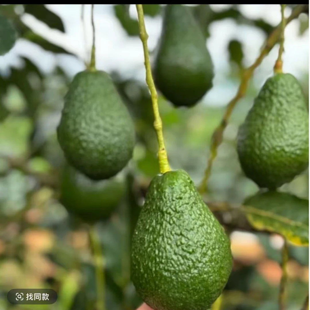 坏果包赔新鲜牛油果当季水果宝宝辅食绵密醇香！