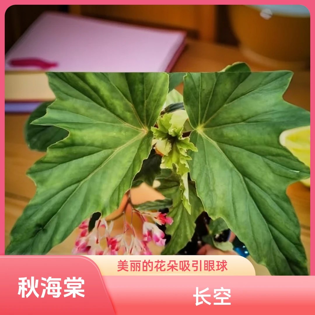 长空 秋海棠 一颗包邮无售后 完美主义者勿拍