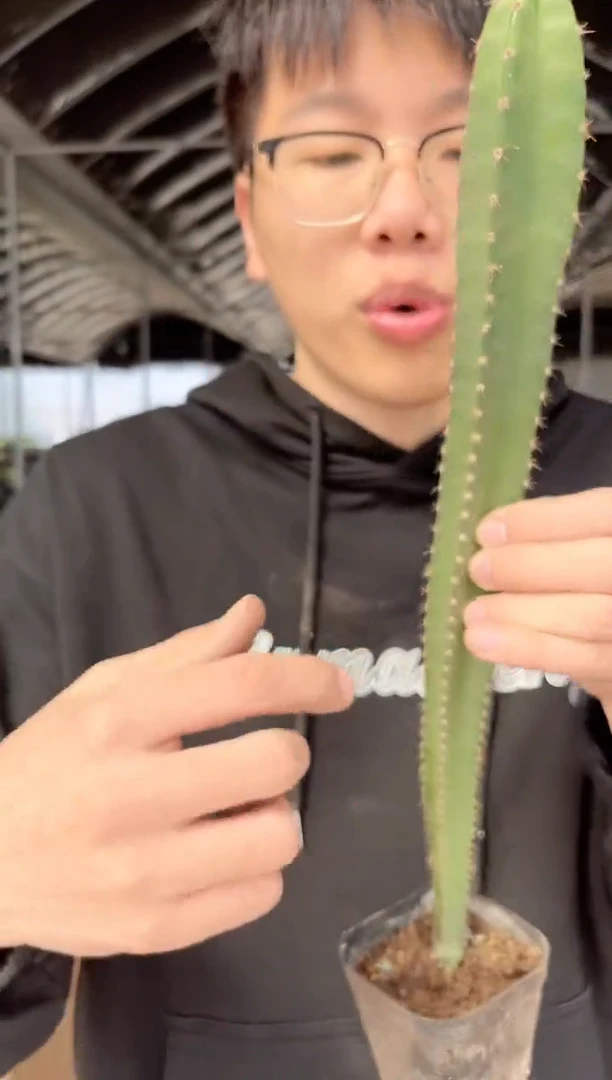 【闪购商品】实生根 秘鲁苹果 高25cm+