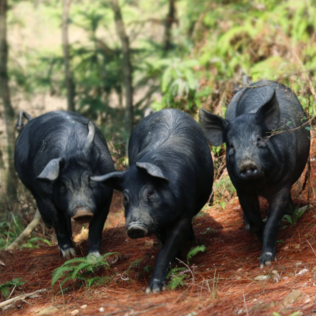 【现场称重】重庆农家熟食土猪肉顺丰快递次日达猪肉同城配