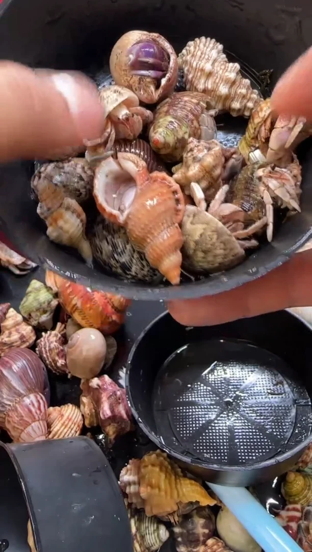 豆丁一份15只包活10只，不包全品