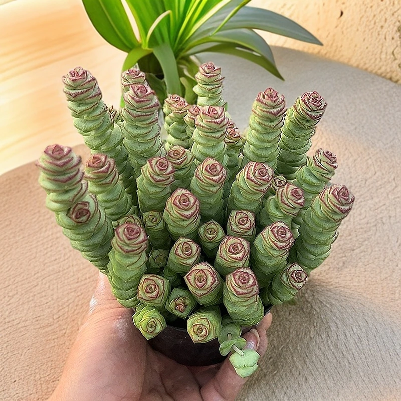 120#牡丹钱串带盆土（传承多肉）多肉植物室内绿植净化空气