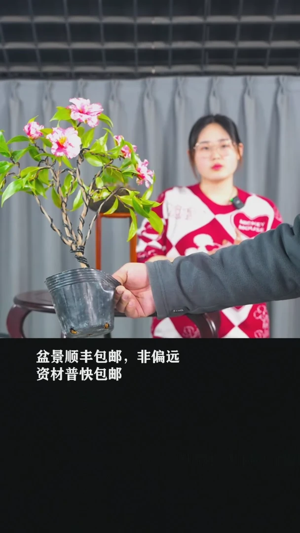 【闪购商品】-缟千鸟-Y38