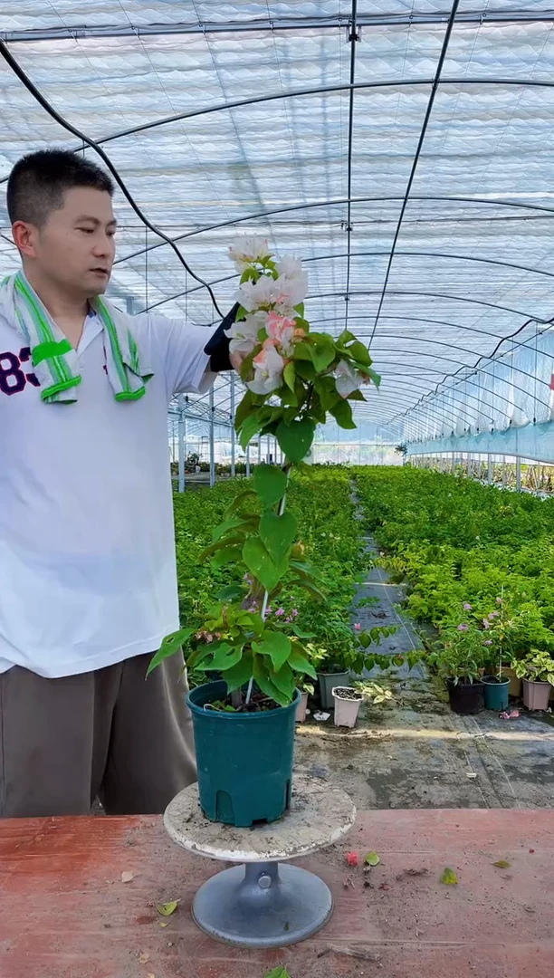 完全开放橙口红三角梅盆栽花卉