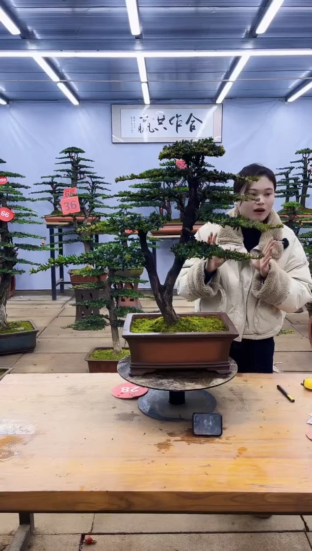 【闪购商品】高端盆景一物一拍，所见即所得