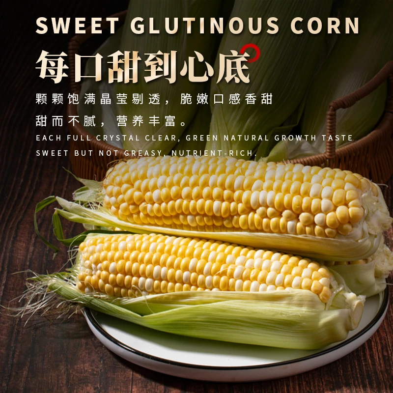 云南金银水果玉米现摘现发KK
