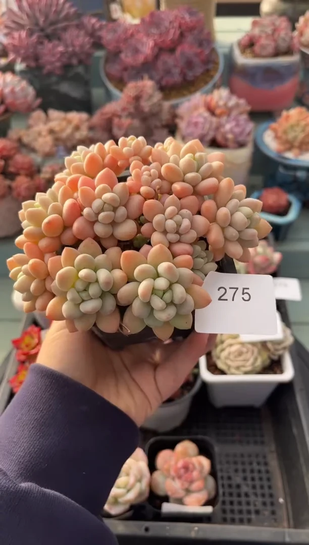 275群生鱼子酱多肉