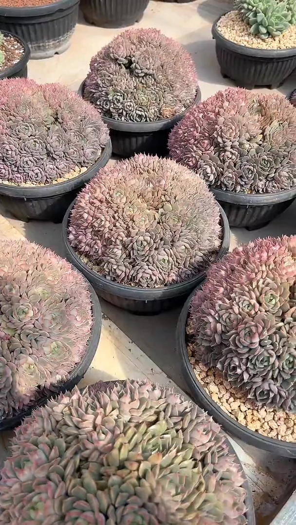 【闪购商品】玫瑰夫人多肉