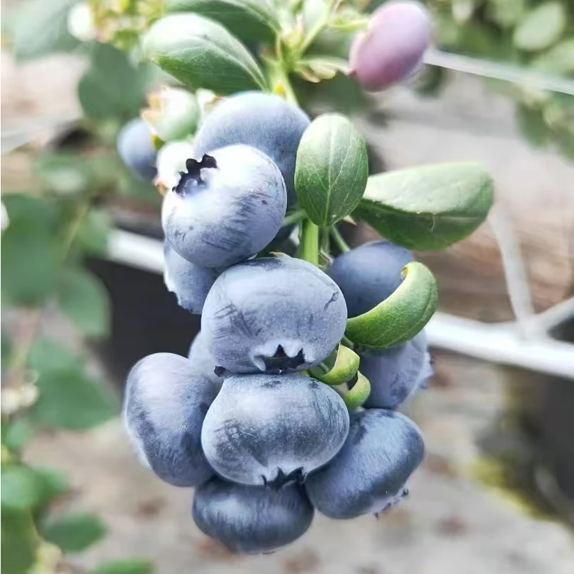 【基地直采】云南高原花香蓝莓现摘现发花青素水果包邮DJ