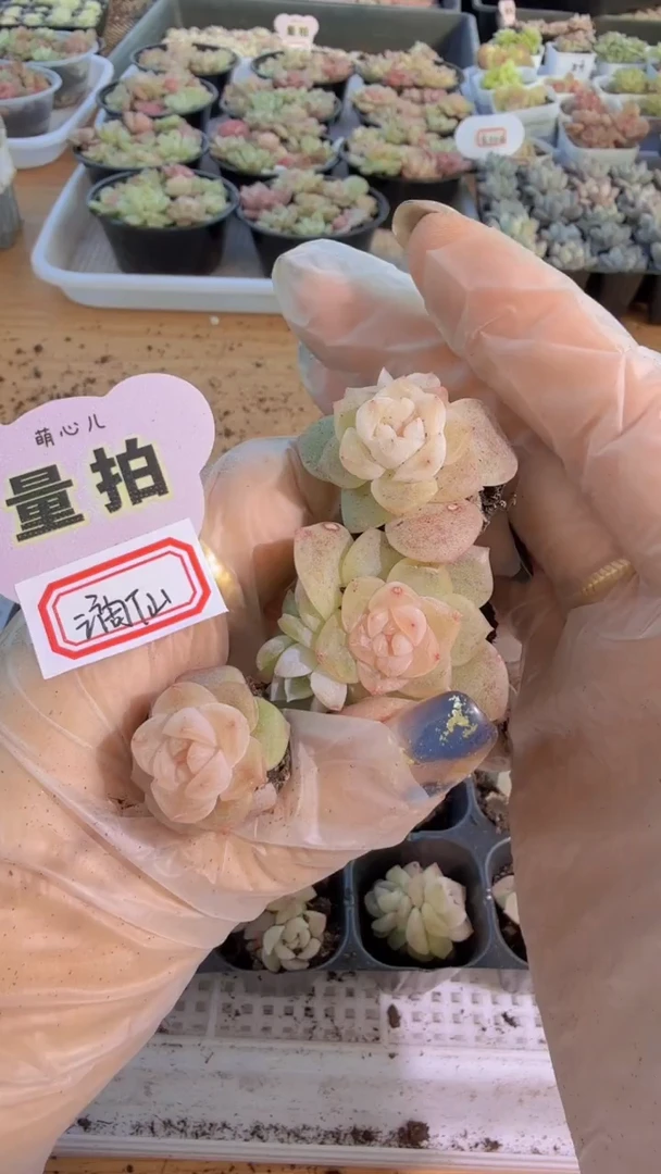 谪仙单双混 3颗量拍混发 满9.9包邮