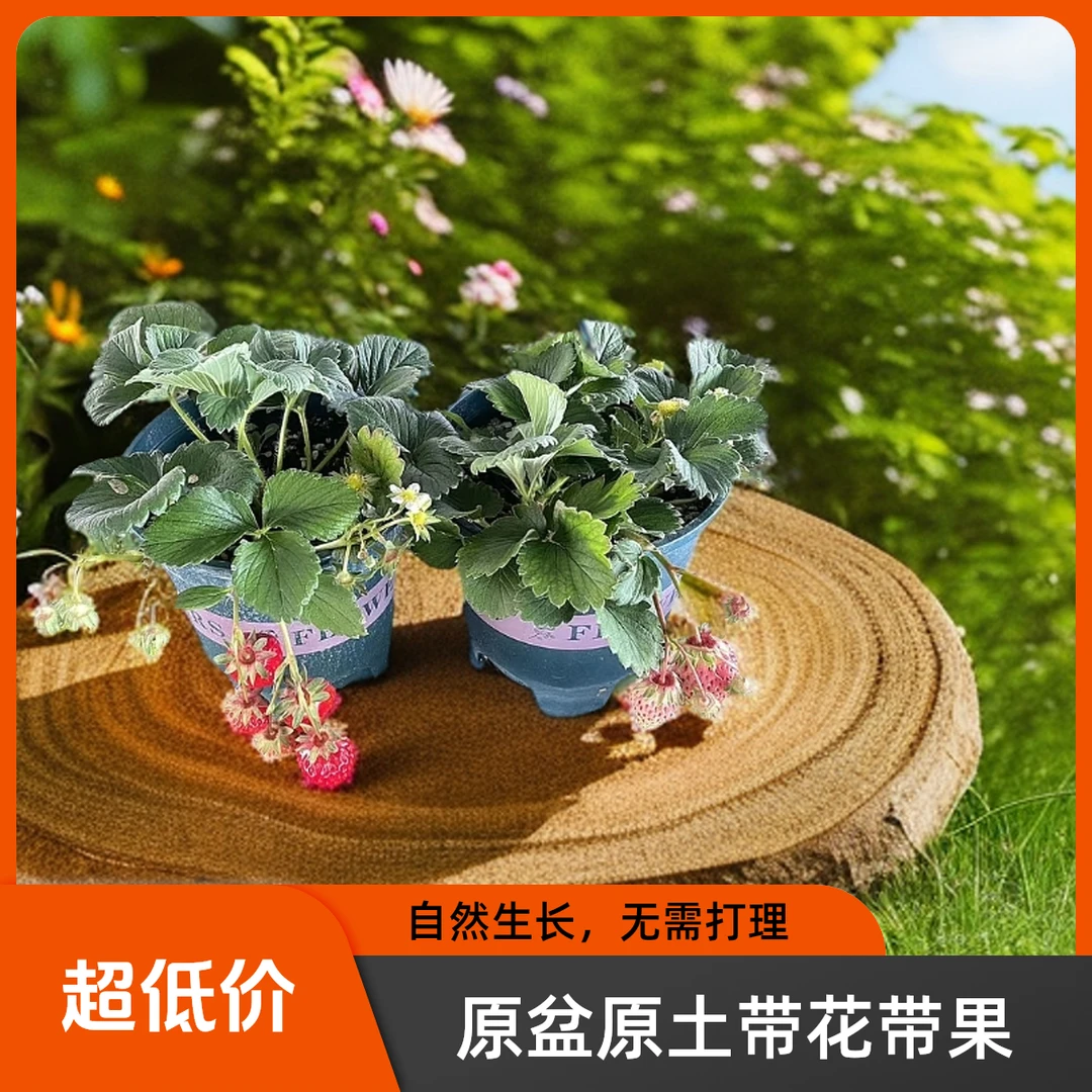 【红玉】一加仑盆栽草莓苗原盆原土带花带果
