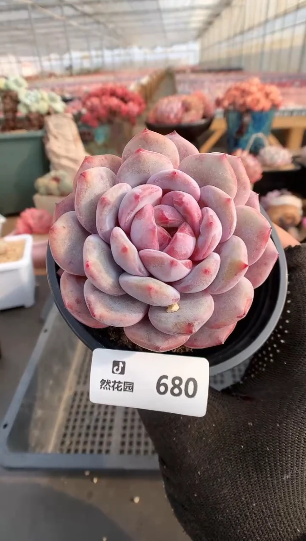 【闪购商品】680星影一物一拍