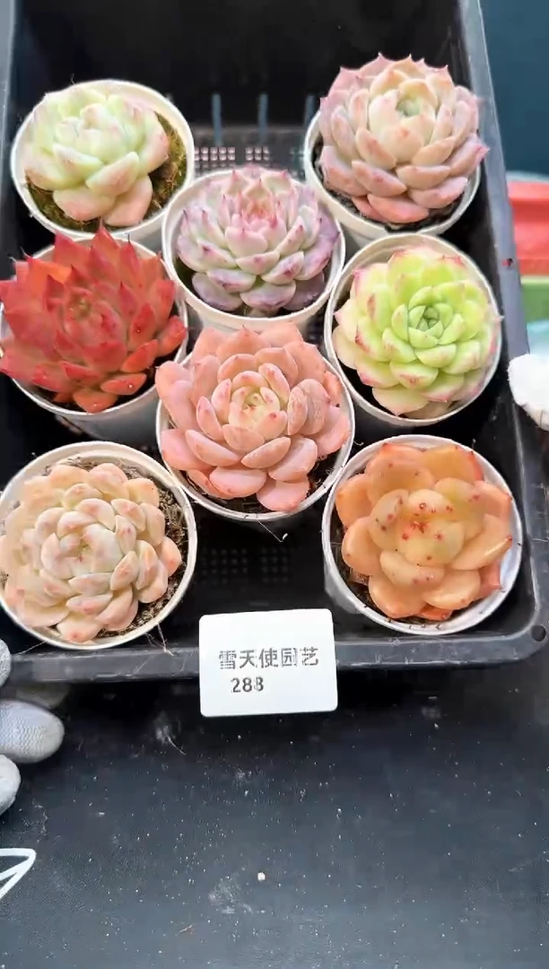 2  88   多肉8 颗