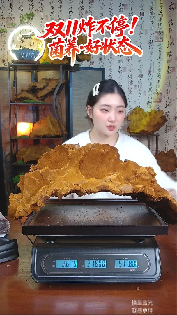 松针层孔菌中国大陆【藏区 野生】松树桑黄（5.35斤）60-70年份
