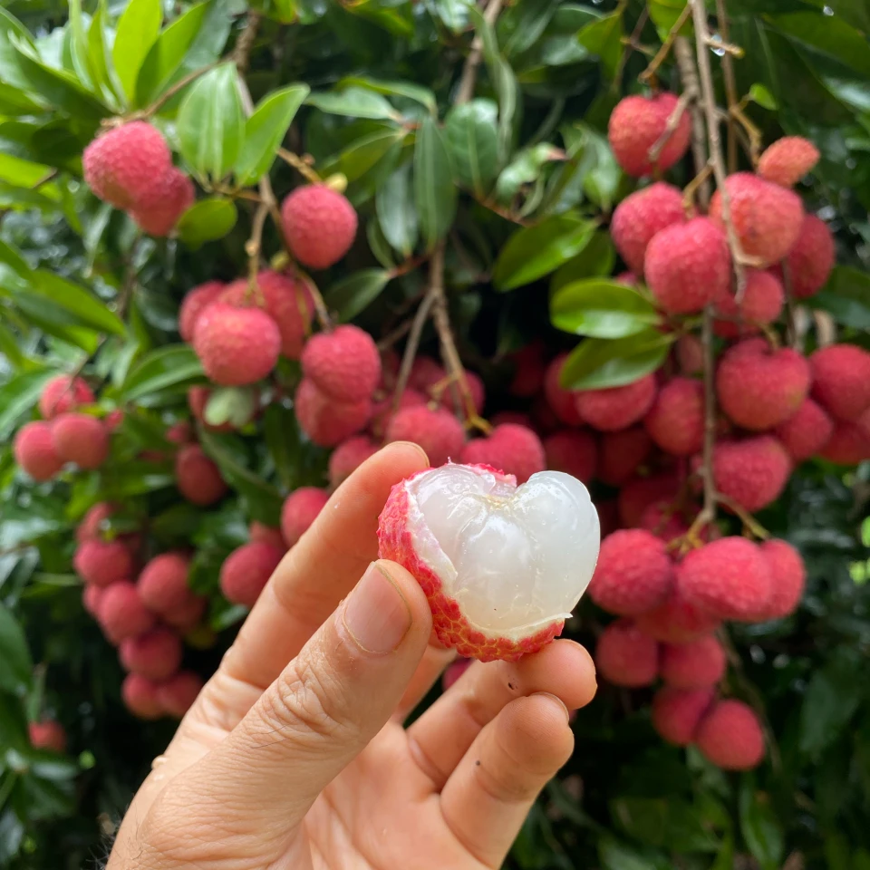 【顺丰空运/广西发货】情人荔枝新鲜采摘（净重5斤）