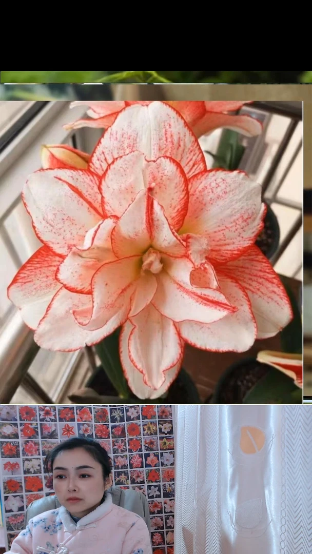 朱顶红条纹黛丝4厘米