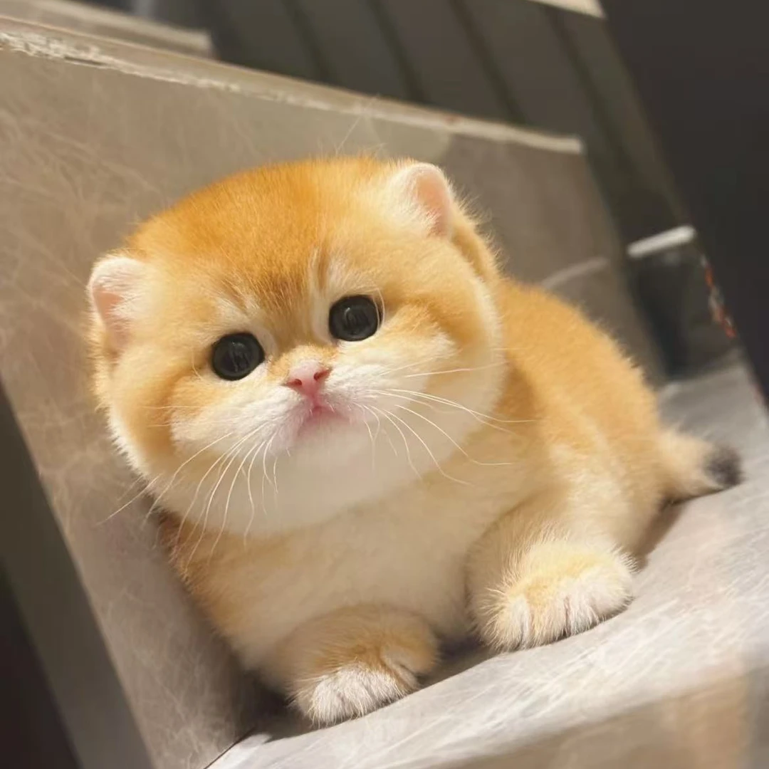 活体猫咪可爱超萌宠物猫直播挑选一物一拍