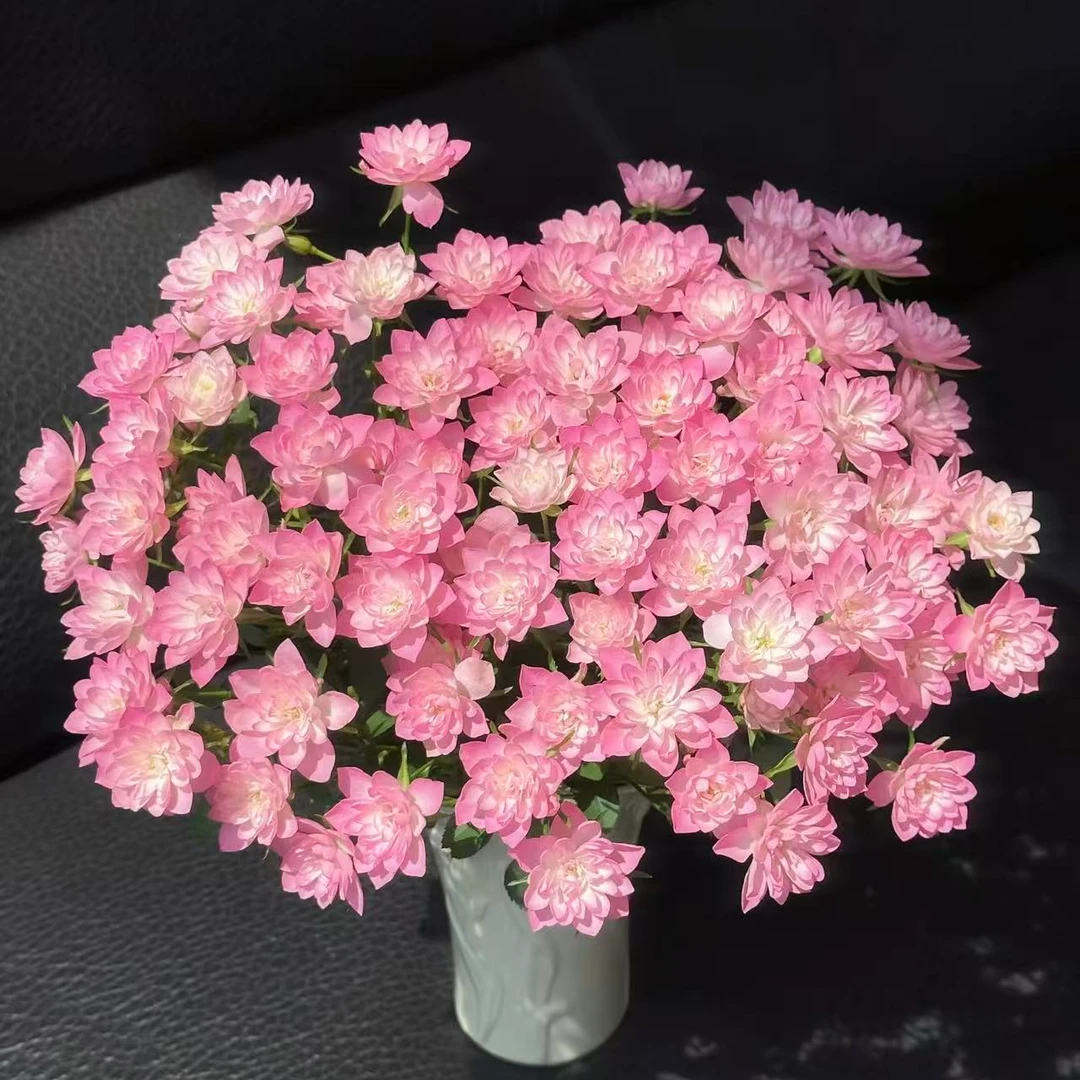 【天荷繁星多头玫瑰】任意两单及两单以上鲜花顺丰冷链包邮发货