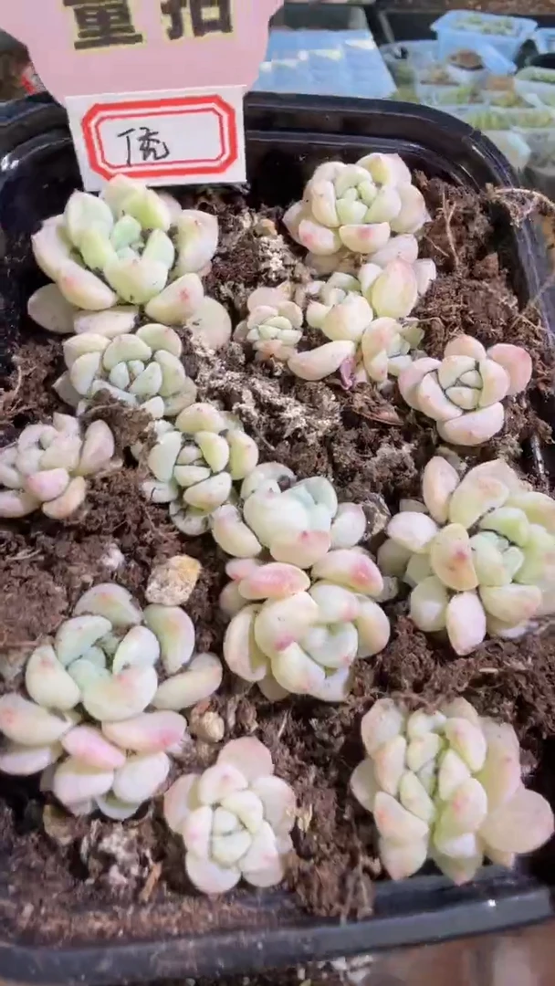 T秃切糕1盒 量拍混发