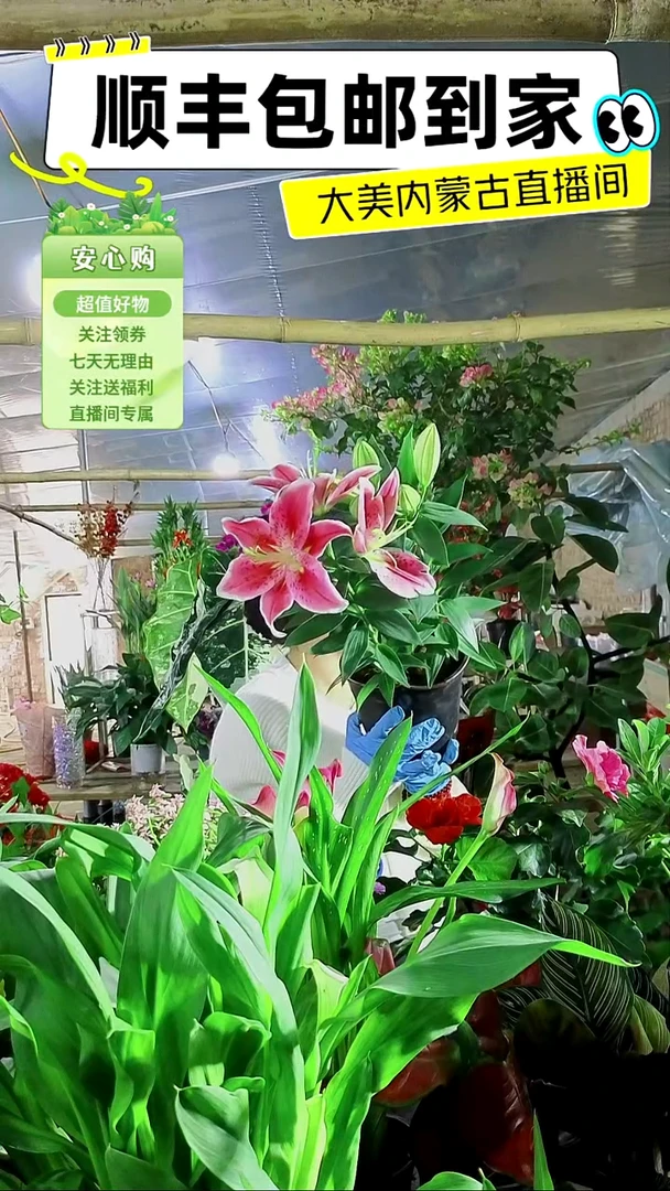 完全开放香水百合
