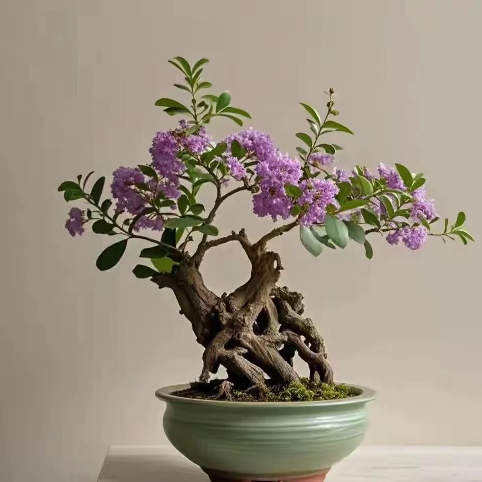 原生紫薇老桩直播间一物一拍