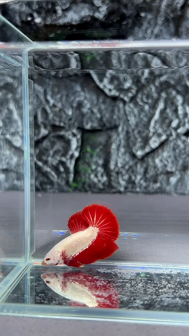 斗鱼竞拍链接A037