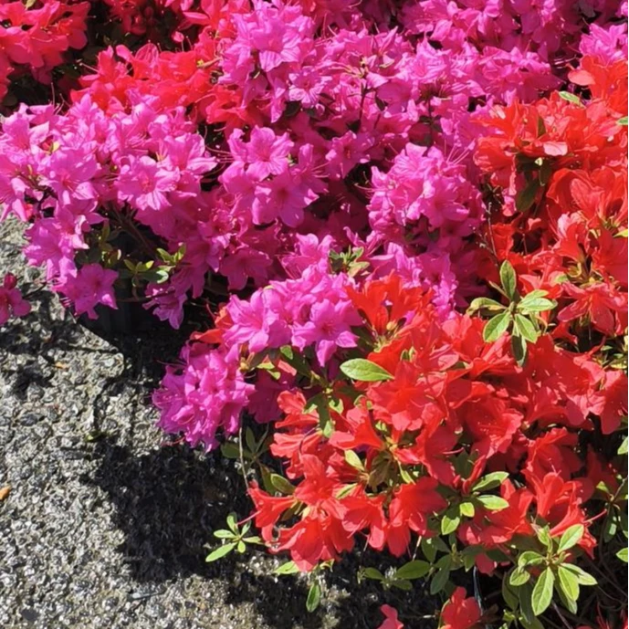 虹越 |东洋鹃杂交杜鹃“惊喜宝盒”1加仑花色明艳花大花园杜鹃专场