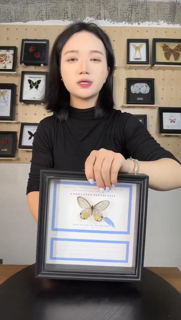 黄金绡眼蝶（蝴蝶装饰画8寸框）