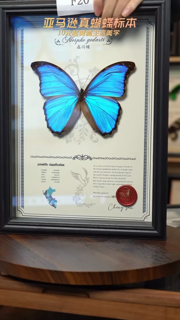蝴蝶标本摆件竞拍f20