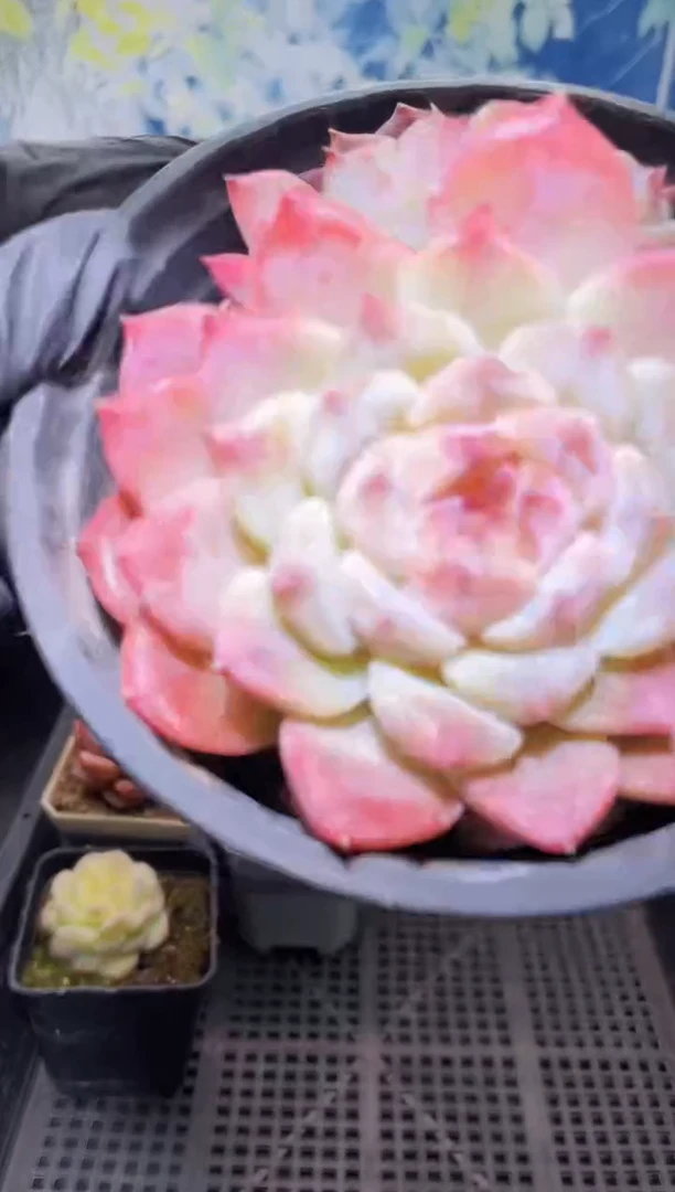 【闪购商品】178秘境冰魄