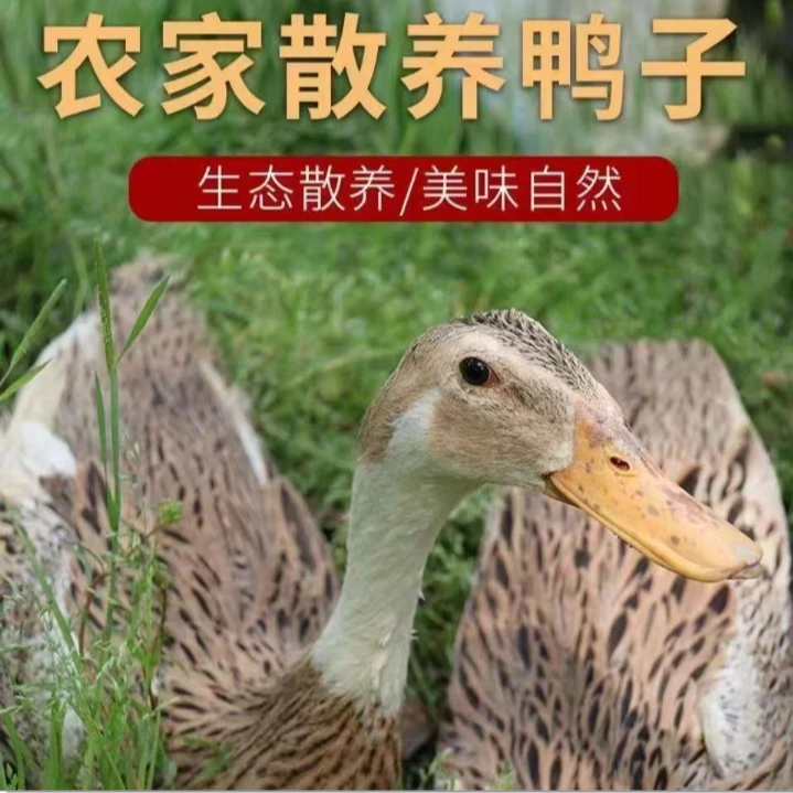 【到手6斤共3只】 农家散养鸭子新鲜宰杀土鸭麻鸭整只