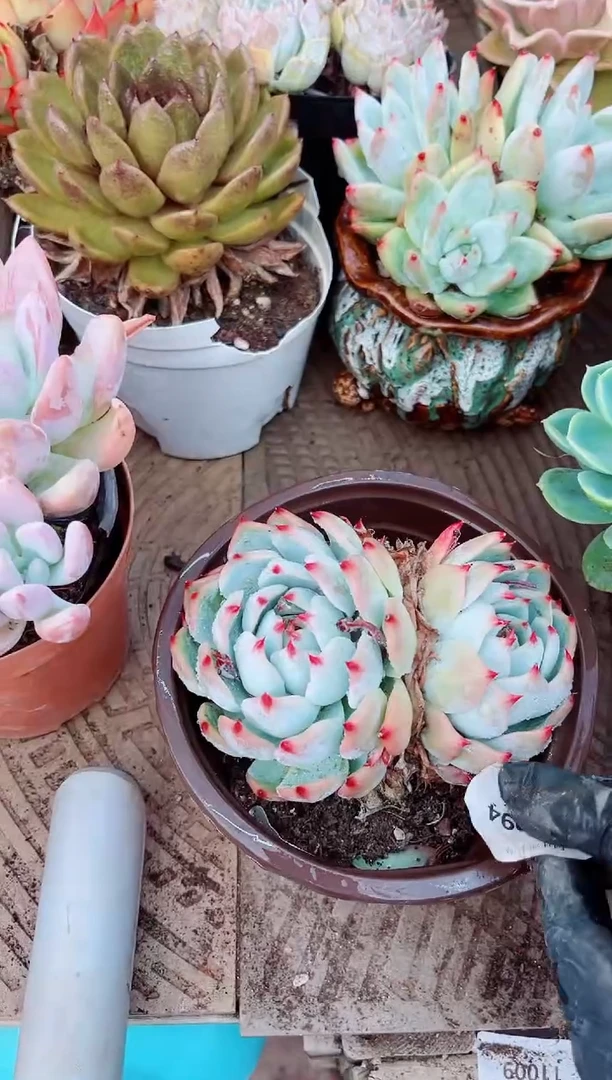 辰**婆13094多肉植物一物一拍