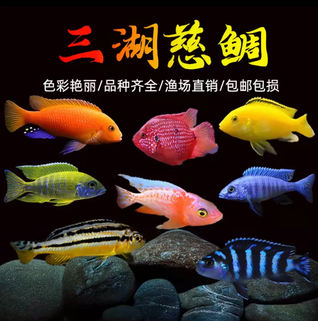 三湖慈鲷鱼 多品种可选鱼 热带观赏鱼  杂鲷鱼 活体鱼