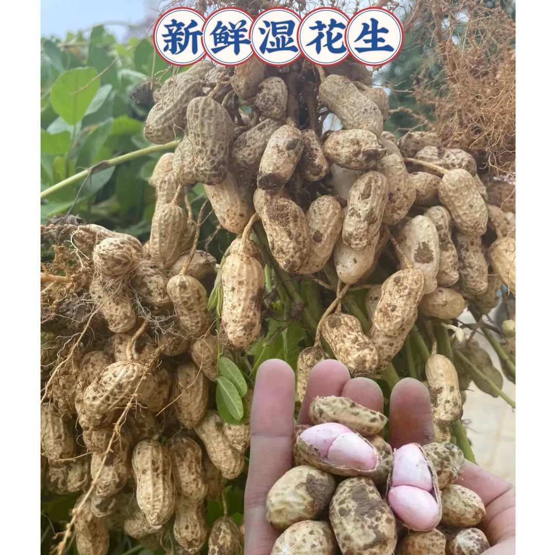 水果花生粉红皮可水煮可鲜食，农家自种花生