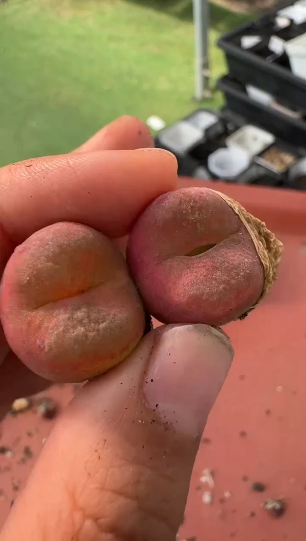 美丽的肉石头10-68