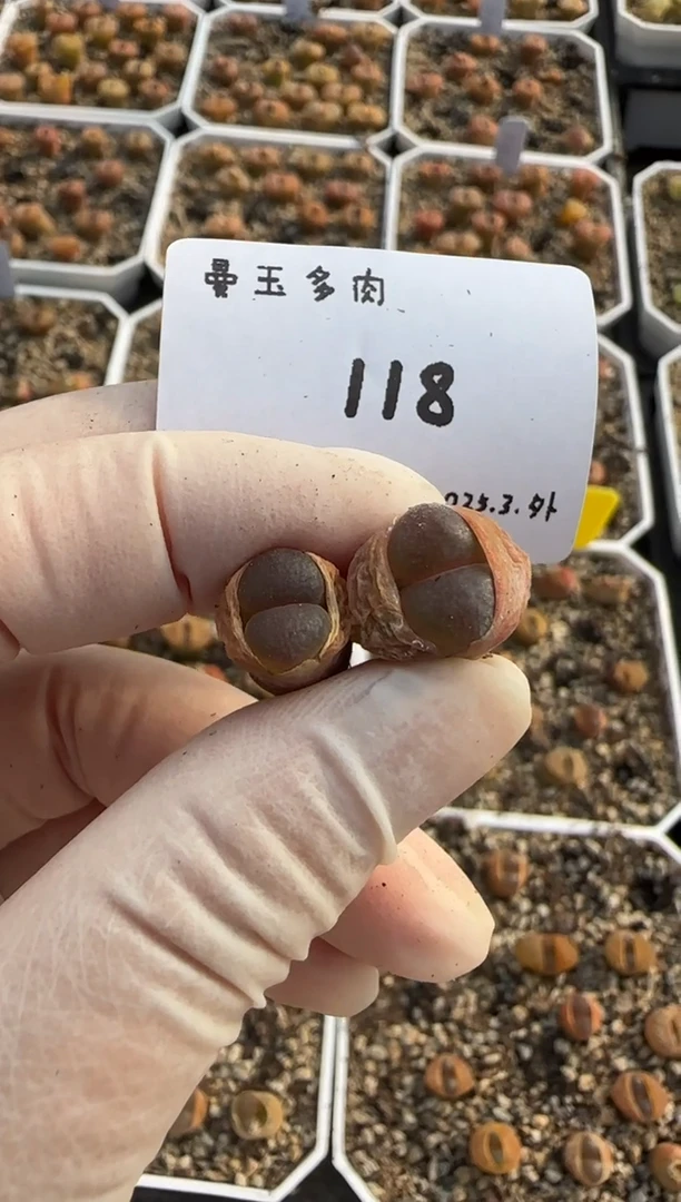 【闪购商品】3.8-118Lynn