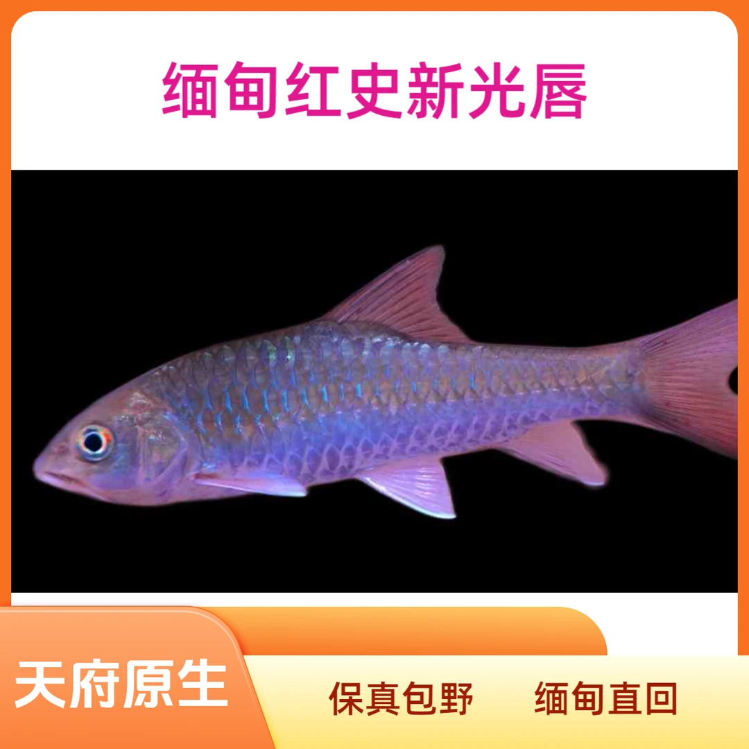 缅甸红史新光唇吉罗鱼红吉罗发色史氏原生吉罗鱼观赏鱼
