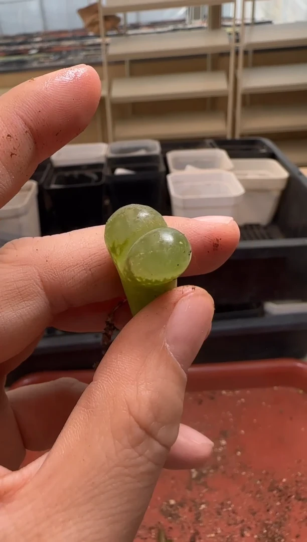 【闪购商品】13-110