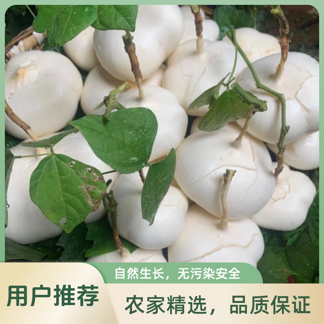 贵州贞丰者相高山黄沙地皮薄脆甜水果凉薯地萝卜地瓜