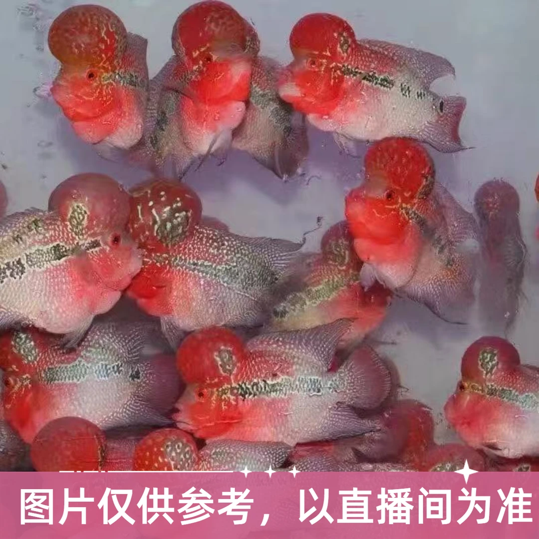 改价直播间罗汉鱼专拍