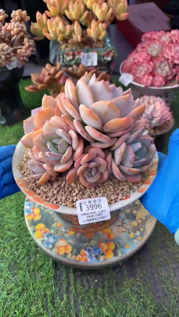 昆明印象多肉3996