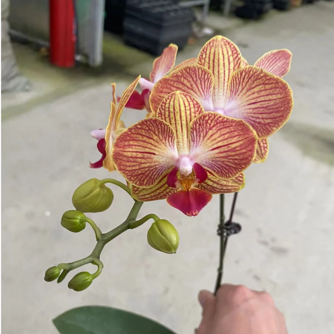 开花株《蜜橙》3.0寸杯蝴蝶兰