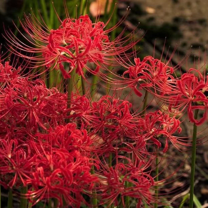 彼岸花种球曼珠沙华盆栽红花换锦石蒜大种球阳台花卉四季种植开花