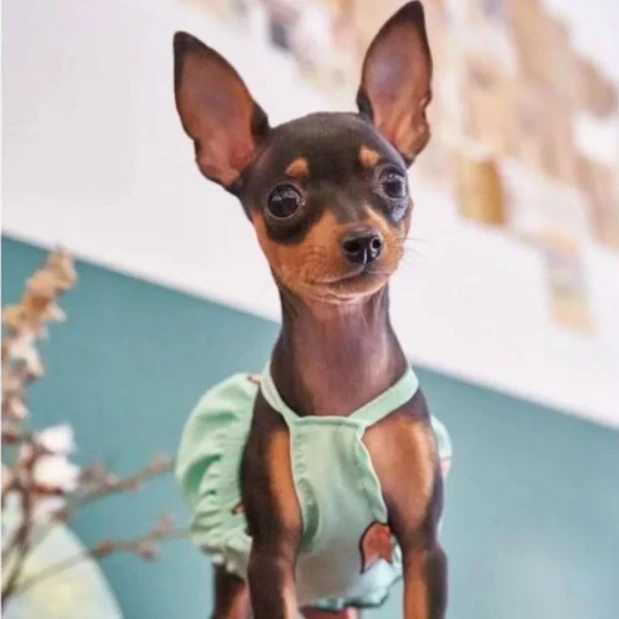 【小杨宠物】活体全品种链接