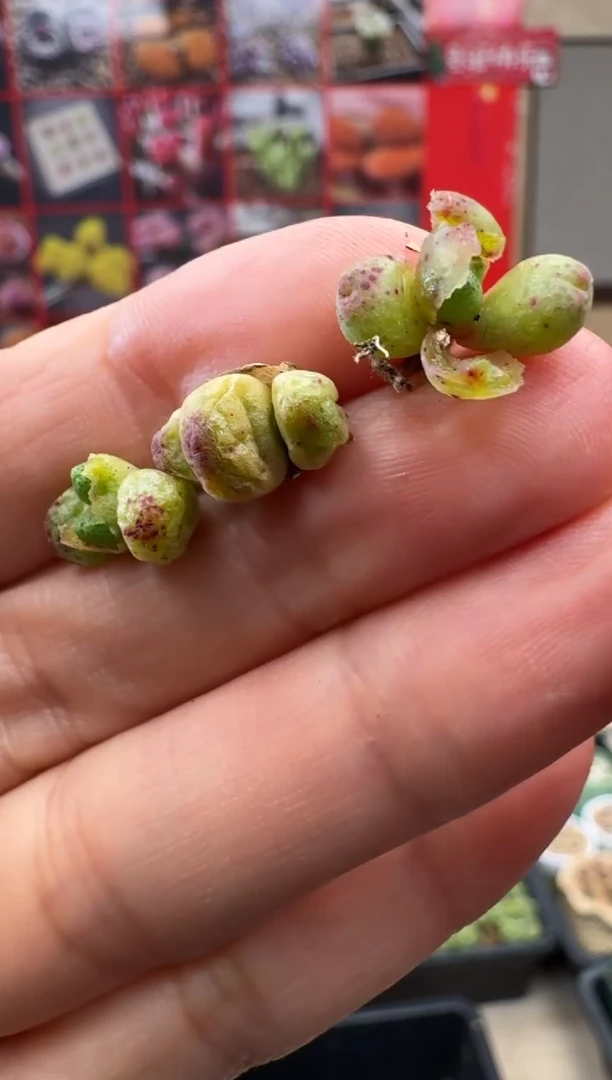 【闪购商品】31-7猪蹄斑马一颗