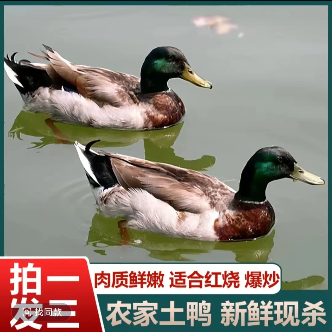 【A】农家散养土鸭子 发3只净重共8-9斤 杀好冷链运输
