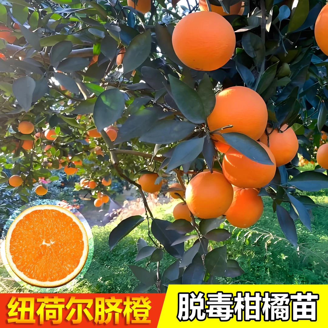 【小吴专属】重庆正宗纽荷尔脐橙果苗脱毒苗带杯发货