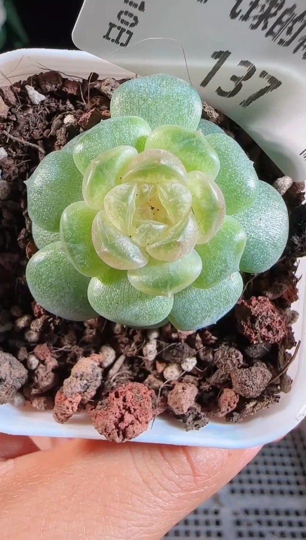 1110-137流莹群生不包整